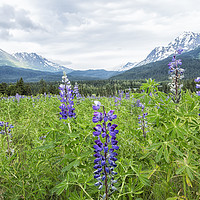 Buy canvas prints of Lupin and the Beauty of Alaska by Belinda Greb