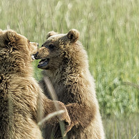 Buy canvas prints of Brown Bear Cubs - Face Off by Belinda Greb