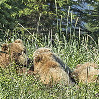 Buy canvas prints of Triplet Bear Cubs Nursing, No. 1 by Belinda Greb