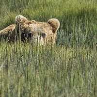 Buy canvas prints of Being Watched by a Big Brown Bear by Belinda Greb