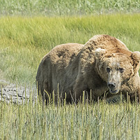 Buy canvas prints of Got Swagger by Belinda Greb