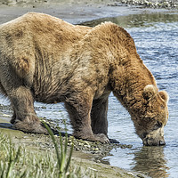 Buy canvas prints of Thirsty Big Brown Male Bear by Belinda Greb