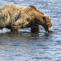 Buy canvas prints of Brown Bear Going for a Dip by Belinda Greb