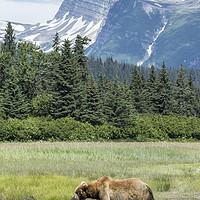 Buy canvas prints of Male Brown Bear at Lake Clark NP by Belinda Greb