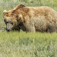 Buy canvas prints of Back to the Business of Eating by Belinda Greb