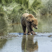 Buy canvas prints of Brown Bear Cub Crossing a Stream by Belinda Greb