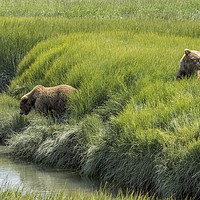 Buy canvas prints of Two Brown Bear Cubs in a Meadow of Variegated Gree by Belinda Greb