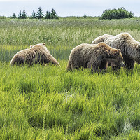 Buy canvas prints of A Mother and Her Two Cubs, No. 2 by Belinda Greb