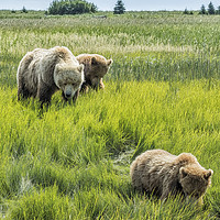 Buy canvas prints of A Mother and Her Two Cubs, No. 3 by Belinda Greb
