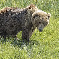 Buy canvas prints of Don't Mess with Mama Bear by Belinda Greb