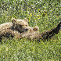 Buy canvas prints of My Foot's So Pretty, Oh So Pretty - Bear Cubs, No. by Belinda Greb