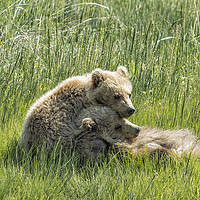 Buy canvas prints of I Got Your Back - Bear Cubs, No. 4 by Belinda Greb