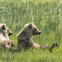 Buy canvas prints of Unbearably Cute - Bear Cubs, No. 5 by Belinda Greb