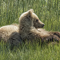 Buy canvas prints of Settling Down Again - Bear Cubs, No. 6 by Belinda Greb