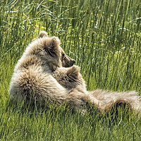 Buy canvas prints of Best Friends Fur Ever - Bear Cubs, No. 8 by Belinda Greb