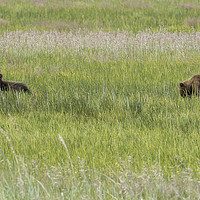 Buy canvas prints of Young Brown Bear Cubs by Belinda Greb