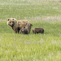Buy canvas prints of Mother Brown Bear With Her Two Cubs, No. 1 by Belinda Greb