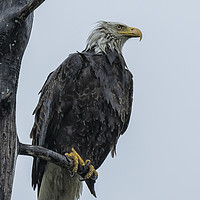 Buy canvas prints of Drenched Eagle by Belinda Greb