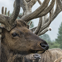 Buy canvas prints of Elk and Antlers by Belinda Greb