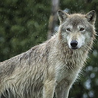 Buy canvas prints of Tundra Wolf in the Rain by Belinda Greb