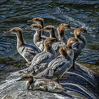 Buy canvas prints of A Bouquet of Mergansers by Belinda Greb