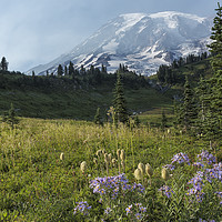 Buy canvas prints of Wildflowers and Mount Rainier by Belinda Greb