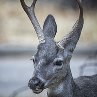 Buy canvas prints of Buck with Two Pronged Antlers by Belinda Greb