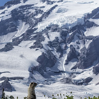 Buy canvas prints of Marmot Checking Out His Neighborhood at Mount Rain by Belinda Greb
