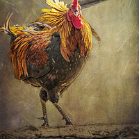 Buy canvas prints of Kauai Rooster by Belinda Greb
