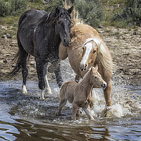 Buy canvas prints of Fending Off Another Mustang to Protect Her Foal by Belinda Greb