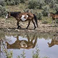 Buy canvas prints of Matching Pair - South Steens Mustangs by Belinda Greb
