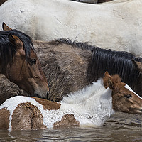 Buy canvas prints of Pinto Foal Enjoying a Dip - South Steens Mustangs by Belinda Greb