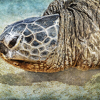 Buy canvas prints of Green Sea Turtle Portrait by Belinda Greb