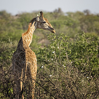 Buy canvas prints of Young Giraffe at Damaraland, Namibia by Belinda Greb
