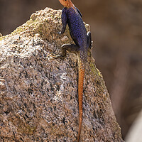 Buy canvas prints of Male Namib Rock Agama Lizard by Belinda Greb