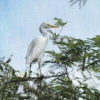 Buy canvas prints of Cattle Egret In a Tree by Belinda Greb