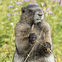 Buy canvas prints of Hoary Marmot Pulling a Stalk by Belinda Greb