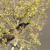 Buy canvas prints of African Red-eyed Bulbul by Belinda Greb
