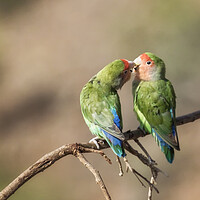 Buy canvas prints of Rosy Faced Lovebird Kisses by Belinda Greb