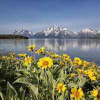 Buy canvas prints of Flowers by Jackson Lake, Grand Tetons by Belinda Greb