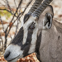 Buy canvas prints of Oryx at Ombika, Etosha National Park by Belinda Greb