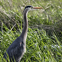 Buy canvas prints of Great Blue Heron in the Grass by Belinda Greb