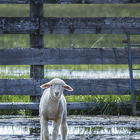 Buy canvas prints of Little Lamb with Big Ears  by Belinda Greb