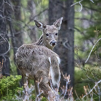 Buy canvas prints of Deer Looking Back by Belinda Greb