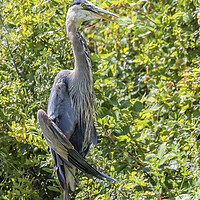 Buy canvas prints of Large Great Blue Heron with a Full Craw, No. 1 by Belinda Greb