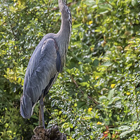 Buy canvas prints of Large Great Blue Heron with a Full Craw, No. 2 by Belinda Greb