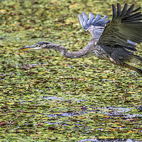 Buy canvas prints of Great Blue Heron Taking Flight Over a Lily Pond by Belinda Greb