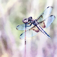 Buy canvas prints of Dragonfly in Pastels by Belinda Greb