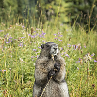 Buy canvas prints of Hoary Marmot's Dinner Among the Flowers by Belinda Greb