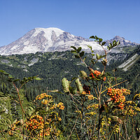 Buy canvas prints of Mount Rainier with Mountain Ash Berries in the Foreground by Belinda Greb